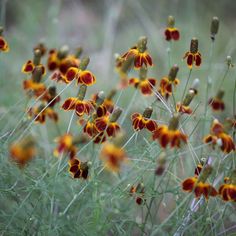 some very pretty orange and yellow flowers in the grass