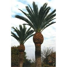 two large palm trees in front of a cloudy sky