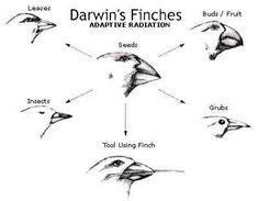 the different types of finchs are depicted in this diagram, including their beaks