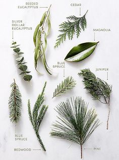 the different types of evergreen leaves and their names on a white surface with text below