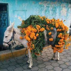 a white donkey with orange flowers on its back