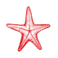 a red and white starfish on a white background