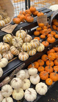 pumpkins and gourds are on display for sale