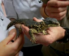 a person holding a small lizard in their hands while another man holds it up to the camera