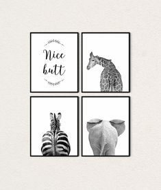 four black and white pictures with zebras, giraffe, and elephant on them