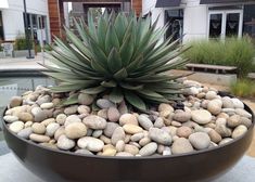 a large potted plant sitting on top of a rock covered ground next to a pool