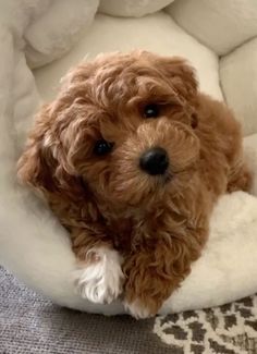 a small brown dog laying on top of a white bed in a room with carpet