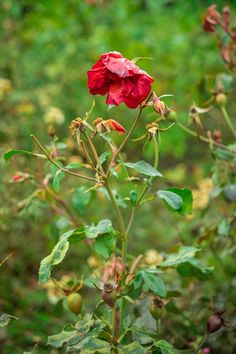 a red rose is blooming in the middle of some green leaves and grass,