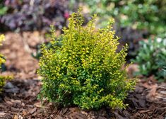 some yellow flowers are growing in the dirt