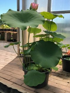 a potted plant with water lilies in it on a brick patio next to a window