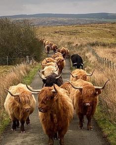 a herd of long horn cattle walking down a dirt road