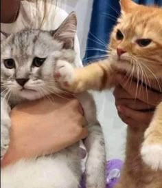 two cats playing with each other while being petted by someone's arm and hand