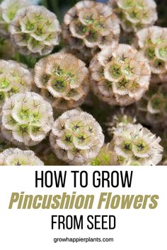 the words how to grow pincusion flowers from seed are in white and green