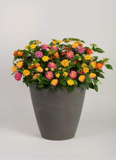 a potted plant with yellow, pink and orange flowers in it on a white background