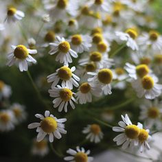 white and yellow flowers are in a vase