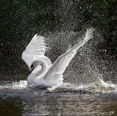 a white swan flapping its wings while splashing water on it's back