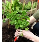 a person holding some green plants in their hands