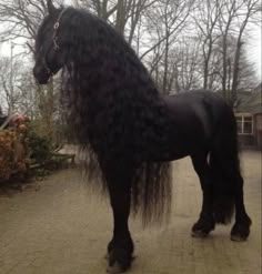 a large black horse with long hair standing on a brick walkway in front of trees