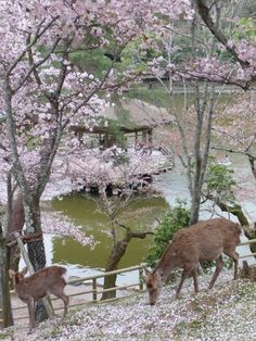 two deer grazing in the grass next to trees with flowers on them and water behind them