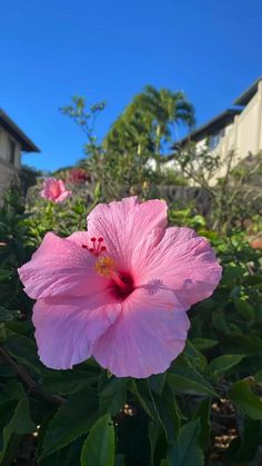 a pink flower is in the middle of some green leaves and bushes with houses in the background