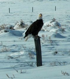 an eagle sitting on top of a fence post in the middle of snow covered ground