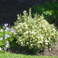 a bush with white and blue flowers next to some green grass on the ground in front of a stone wall