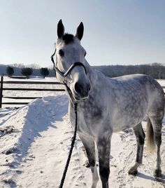 a white horse standing in the snow with a black bridle on it's head