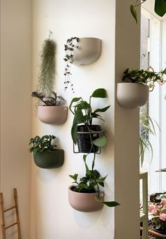 there are many potted plants on the wall