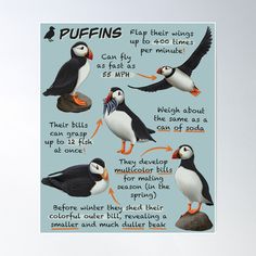 High-quality posters to hang in dorms, bedrooms or offices. Multiple sizes are available. Printed on 185gsm semi gloss poster paper. Additional sizes are available. Puffins are amazing creatures! Why not learn more with these educational bird facts! Fun Animal Facts, Bird Facts, Kids Area, Winter Theme, Pet Birds, Quality Posters, Sale Poster