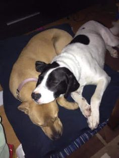 two dogs are sleeping on the floor next to each other