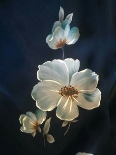 three white flowers on a black background