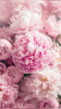 a bunch of pink flowers that are blooming