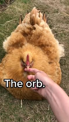 a chicken is laying on the ground with its head in someone's hand that says, the orb