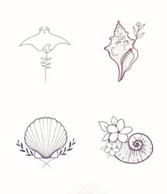 four different types of sea shells on a white background