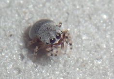 a close up of a spider on the ground