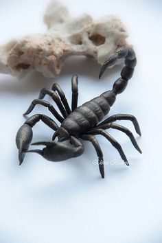 a scorpion is sitting next to some rocks