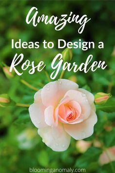 a pink rose with the words amazing ideas to design a rose garden in white lettering