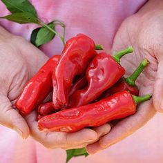 two hands holding red peppers with green stems