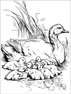 a duck and her chicks in the water coloring page for children's art projects