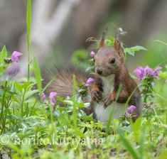 a squirrel is standing on its hind legs in the grass with purple flowers behind it