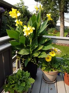 several potted plants on a wooden deck