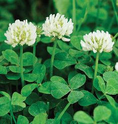 some white flowers and green leaves in the grass