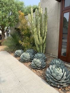 three large cactus plants in front of a house with gravel and rocks on the ground