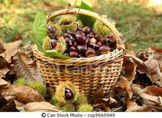 chestnuts in a basket on the ground surrounded by leaves and acorny nuts