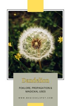 Discover the wonders of Dandelion in our enchanting article. Uncover its rich folklore, learn propagation tips, and explore its myriad magical uses in witchcraft. From wish fulfillment to purification, learn how this humble yet powerful plant can enhance your spiritual practice. 🌼✨ #DandelionMagic #HerbalWitchcraft #PlantFolklore #MagicalHerbs #WitchcraftGardening Dandelion Magical Properties, Cleansing Spells, Wish Fulfillment, Propagation Tips, Herbal Witch, Magickal Herbs, Moon Water, Green Magic, Kitchen Witchery