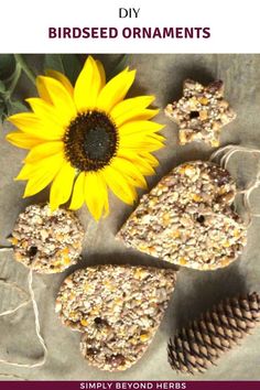 bird seed treats are arranged next to a sunflower