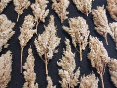 some very pretty dried plants on a black table cloth with white stems in the middle