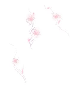 three pink flowers on a white background