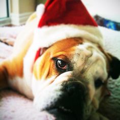 a brown and white dog wearing a santa hat