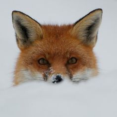 a close up of a fox in the snow